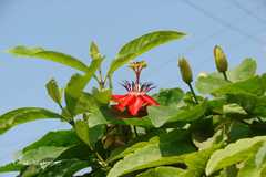 Passiflora coccinea